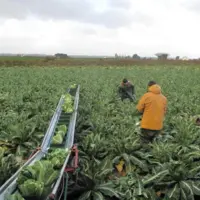personnes travaillant dans un champ de choux-fleurs