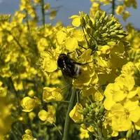 abeille sur du colza en fleurs