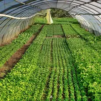 légume sous serre