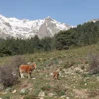 La race bovine Corse est une marcheuse exceptionnelle en montagne et elle trouve seule ses ressources dans le maquis durant la moitié de l'année.