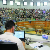 C’est un ring de vente flambant neuf qui a accueilli les premiers animaux, le 15 juin 2015, devant un public de professionnels du commerce, d'éleveurs