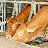 Pour la finition des femelles en agriculture biologique, mieux vaut privilégier les fourrages riches en MAT.