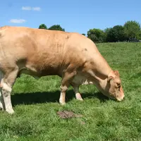 vache à l'engraissement à l'herbe