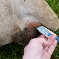 prise de température sur charolaise