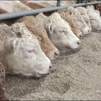 Le système Inra permettra désormais de prédire de façon plus précise, en partant des aliments et des pratiques alimentaires, la réponse digestive des