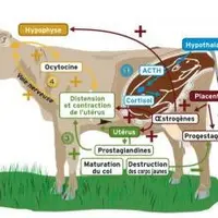 Le processus hormonal conduisant à la mise-bas