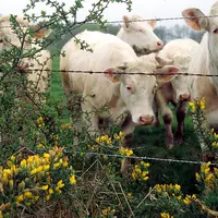 charolaises de 15 mois au pâturage