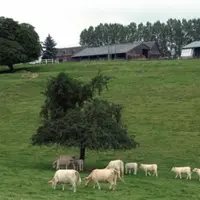 Les capitaux nécessaires à la reprise d’une exploitation viande bovine ont fortement augmenté depuis environ cinq ans. Ceci s’explique par la taille d