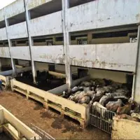 Stabulation à étages près de Beyrouth au Liban. Ce pays dispose de petits abattoirs avec de grandes bouveries pour écouler les animaux au fur et à mes