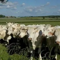 La base de sélection charolaise compte 123 819 vaches, soit une progression de 0,5 % sur l’année 2012.
