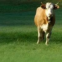 Les activateurs biologiques permettent aux espèces à bonne valeur fourragère de progresser tandis que la proportion d'indésirables diminue.