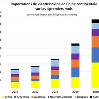 importations chinoises de viande bovine