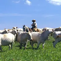 brésil zébus au pâturage