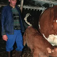 La possibilité d'acheter des limousins naissants est une bonne opportunité. Les croisés charolais montbéliard sont de loin préférés aux croisés limous