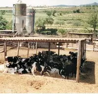 Avec un poids et un prix plus en adéquation avec la demande de certains pays, les animaux espagnols bénéficient de l’atout proximité pour exporter sur