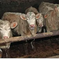 Génisses pleines âgées de 18 mois. Après la reproduction, leur croissance est ralentie pour qu'elles valorisent bien le pâturage suivant.