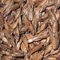 L’intérêt de l’épeautre en alimentation du troupeau allaitant tient à la présence des glumes.