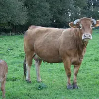 vache Limousine bio suitée