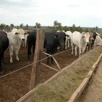 élevage bovins viande au Brésil