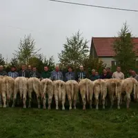 Alors qu'elles ne connaissaient le matin rien du dressage en main, les onze laitonnes n'ont pas fait de difficultés pour s'aligner.