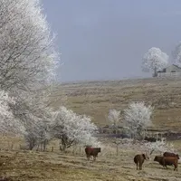 Saint-Cernin dans le Cantal, vaches salers et arbres givrés en février. L'Auvergne est une des régions où élevage et paysage sont très liés.