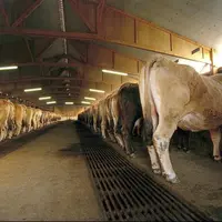 Dix types de bâtiments pour vaches allaitantes ont été comparés.