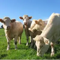 Les stagiaires pratiquent l’alternance avec des semaines de cours dispensés en deux lieux : la ferme expérimentale des Établières en Vendée (photo) et