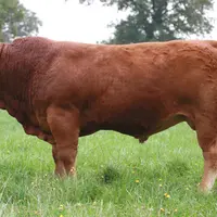 taureau ia KBS fils de sokrates