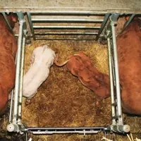 les nouvelles cases éliminent toute manipulation des veaux et permettent le contrôle tant de la quantité de lait absorbée que de durée.