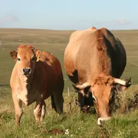 vache suitée Aubrac