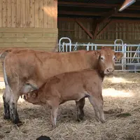 vache limousine production de veau rosé bio