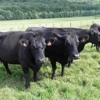 race Angus