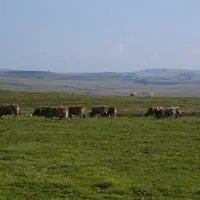 vaches Aubrac au pâturage massif central