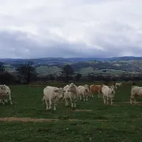 Atelier d'engraissement en plein air de génisses charolaises en Auvergne.