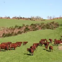 L’élevage allaitant a de nombreux atouts à faire valoir pour témoigner de sa contribution positive à l'environnement.