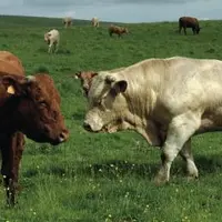 Les éleveurs vont voir les animaux à l’estive environ toutes les trois semaines. Mais, une surveillance est assurée tous les deux ou trois jours par u