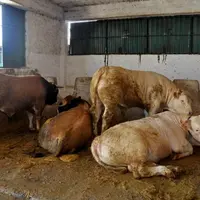 Dans les bâtiments d'engraissement algériens, les taurillons sont très souvent finis à l'attache.