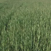 Des tiges trop rares, une paille bien courte, la rendement en paille sera mauvais.