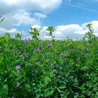 Un indice faible correspond à une dormance élevée c’est-à-dire un repos végétatif précoce à l’automne et un redémarrage tardif au printemps.