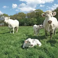En région Pays de la Loire, les écarts peuvent aller de un à trois pour le coût de production de 100 kilos vifs, et de un à cinq pour la rémunération