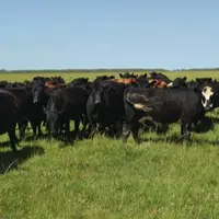 Lot de femelles en pâtures. Les animaux sont principalement de souche Angus avec quelques croisés Hereford à la robe noire et à la tête tâchée de blan