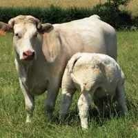 Le lait ne représente plus un apport alimentaire important au moment ou intervient le sevrage.