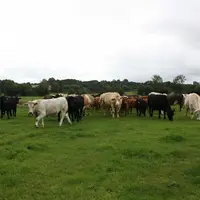 La plupart des troupeaux irlandais sont de robe bariolée trahissant l’utilisation de différentes races avec souvent une souche basse composée à l’orig
