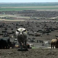 bovins feedlots Etats-Unis