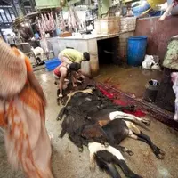 Abattoir à Kolkata en Inde.