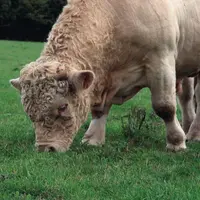 Un taureau détenu en copropriété peut faire 
la monte dans deux élevages au cours de la même année, si les périodes de vêlage sont décalées.