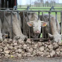 Les betteraves sont très appétentes et apportent au moins 1,15 UFL/kg de matière sèche.