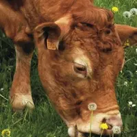 Sans augmenter la production, on peut valoriser davantage d'herbe en changeant simplement les dates d'exploitation, pour éviter sénescence et refus.