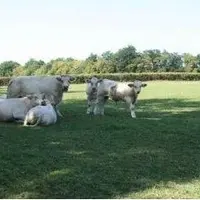 Le groupe coopératif Feder souhaite élargir sa gamme.