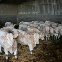 Ce cas de FCO bloque les animaux sur les exploitations, en plein redémarrage de la campagne de vente du maigre, alors que la sècheresse a réduit les q